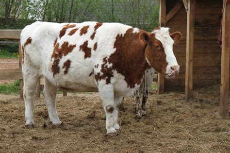 cattle auf deutsch|Deutsche Übersetzung von cattle .